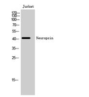 Neuropsin Polyclonal Antibody