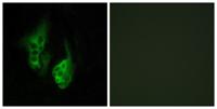 Neuropsin Polyclonal Antibody