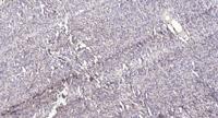Neuropsin Polyclonal Antibody
