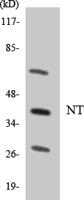 Neurotrimin Polyclonal Antibody