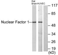 NF-1 Polyclonal Antibody