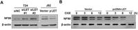 NF90 Polyclonal Antibody