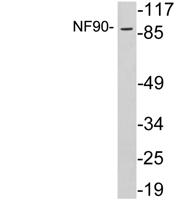 NF90 Polyclonal Antibody