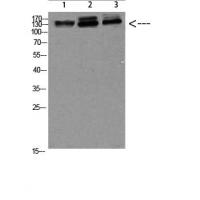 NFAT5 Polyclonal Antibody