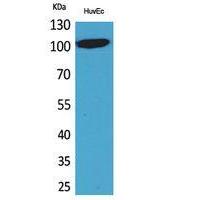 NFATc1 Polyclonal Antibody
