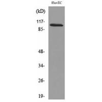 NFATc1 Polyclonal Antibody