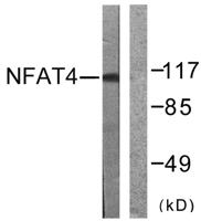 NFATc3 Polyclonal Antibody