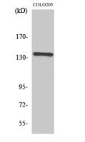 NFATc4 Polyclonal Antibody