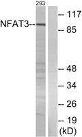 NFATc4 Polyclonal Antibody