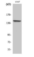 NFRκB Polyclonal Antibody
