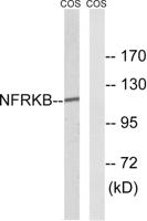 NFRκB Polyclonal Antibody