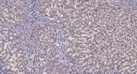 NFRκB Polyclonal Antibody