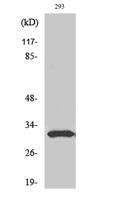 NF-YB Polyclonal Antibody