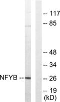 NF-YB Polyclonal Antibody