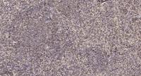 NF-YC Polyclonal Antibody