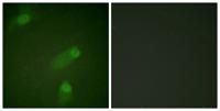 NFκB-p105 Polyclonal Antibody
