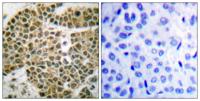 NFκB-p105 Polyclonal Antibody