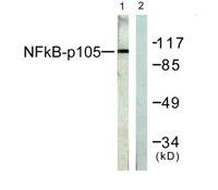 NFκB-p105 Polyclonal Antibody