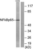 NFκB-p65 Polyclonal Antibody