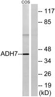 ADH7 Polyclonal Antibody