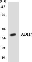 ADH7 Polyclonal Antibody