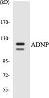 ADNP Polyclonal Antibody