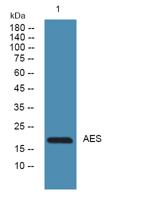 AES Polyclonal Antibody