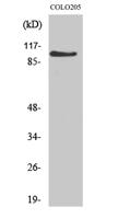AF-10 Polyclonal Antibody