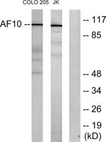 AF-10 Polyclonal Antibody