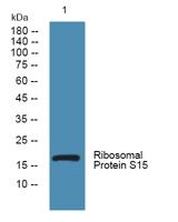 Ribosomal Protein S15 Polyclonal Antibody