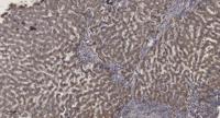 Ribosomal Protein S15 Polyclonal Antibody