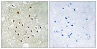 Ribosomal Protein S19BP Polyclonal Antibody