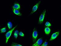 NGEP Polyclonal Antibody