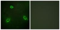 NGEP Polyclonal Antibody