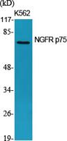 NGFR p75 Polyclonal Antibody