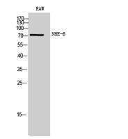 NHE-6 Polyclonal Antibody