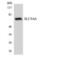 NHE-6 Polyclonal Antibody