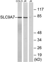NHE-7 Polyclonal Antibody