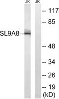 NHE-8 Polyclonal Antibody