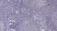 NHE-8 Polyclonal Antibody