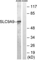 NHE-9 Polyclonal Antibody