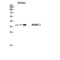 NHERF-2 Polyclonal Antibody