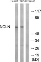 Nicalin Polyclonal Antibody
