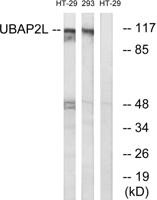 NICE4 Polyclonal Antibody