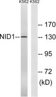 Nidogen Polyclonal Antibody