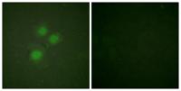 NIFK Polyclonal Antibody