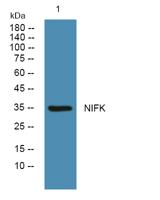 NIFK Polyclonal Antibody