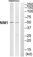 NIM1 Polyclonal Antibody