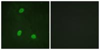 NIPA Polyclonal Antibody