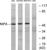 NIPA Polyclonal Antibody